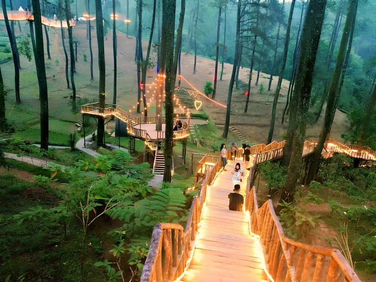 Night Orchid Forest Cikole